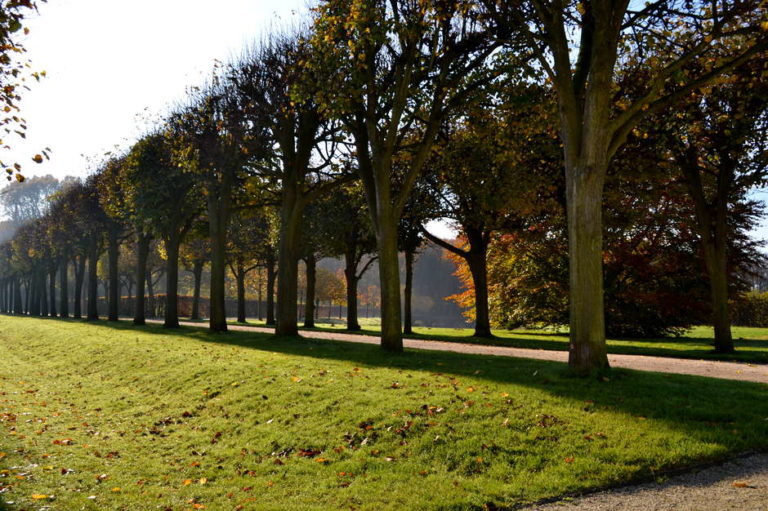 Herbstliche Lindenallee im Schlossgarten Brühl
