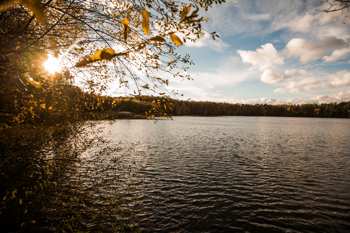 Herbstlich gefärbte Zweige über dem Wasser des Walberberger Berggeistsees bei tief stehender Sonne