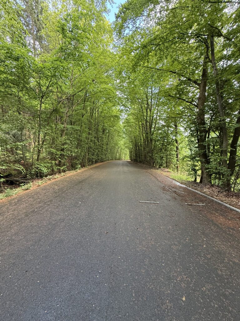 Asphaltierter Weg durch einen hohen Laubwald